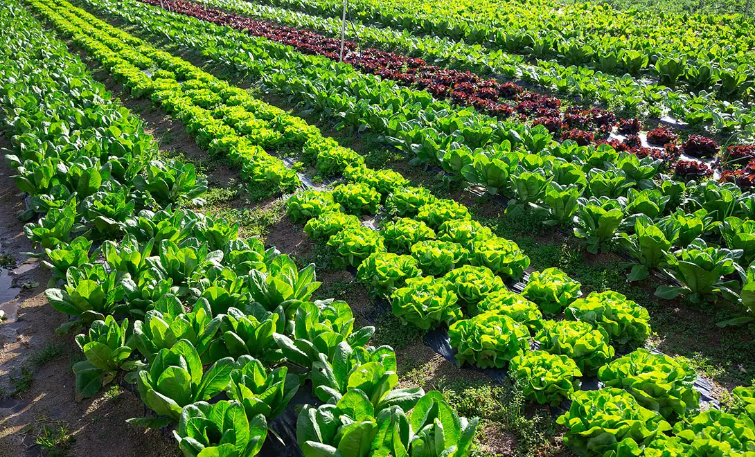 What are the field results of antiviral peptide use in large-scale farms？